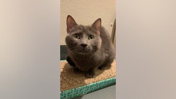 Cat named Greta, an 'award nominee' who's come a long way, is available for adoption in New York City