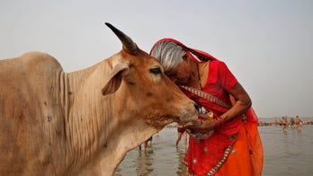 India's government tells citizens to hug cows on Valentine's Day