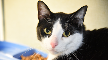 Florida cat given away by owner for being 'too affectionate' finds new home