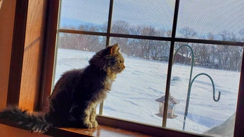 'Lady Godiva,' a Minnesota cat who survived outside for a decade, seeks new home