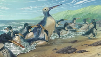 Biggest penguin in history was 'monster bird,' weighed over 300 pounds