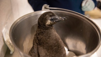 Arizona aquarium celebrates hatching of 3 endangered African penguin chicks