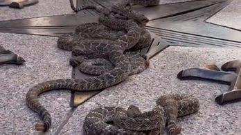Snakes alive! Texas capitol fills with slithering rattlers