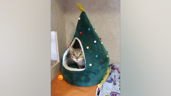 Minnesota cat named 'Magic' needs a new home after tough start in life