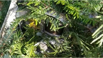 Mysterious hidden cameras spotted in quiet neighborhood, footage found has residents rattled