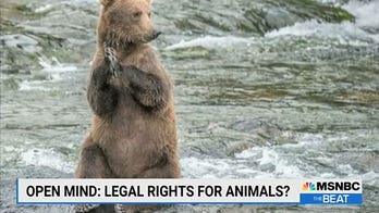 Professor calls for 'animals to be represented in court,' join humans as 'co-creators of this wonderful world'