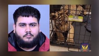 Arizona man indicted after allegedly trying to sell tiger cub on social media