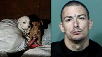 Florida sheriff to suspected puppy abuser: 'You were man enough' to do it, 'be man enough to come see me'