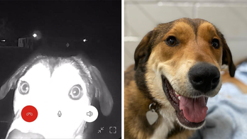 Bizarre moments captured on Ring camera in 2023
