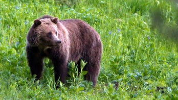 US may lift federal protections for grizzly bears at Yellowstone, Glacier national parks