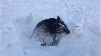 Bear rescued after getting stuck in icy ditch during hibernation