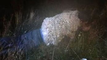 Convicted killer nicknamed 'The Spider' busted trying to escape from prison disguised as sheep