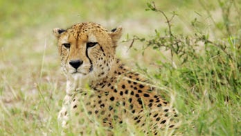 South African cheetahs begin journey to India as part of a plan to increase the country's big cat population