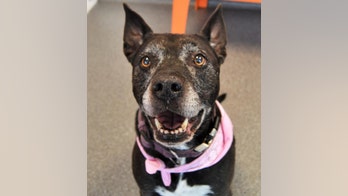 Rescue pit bull with 'lots of love to give' needs a new home in Utah