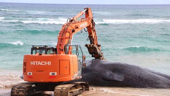 Sperm whale dies in Hawaii after ingesting large amounts of fishing gear, plastic bags