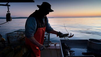 In Maine, regulators pursue new lobster regulations with stricter size limits