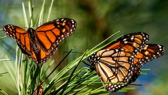 Monarch butterflies wintering in CA rebound for 2nd year in a row