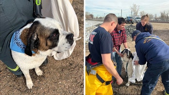 Colorado firefighters rescue 155-pound St. Bernard who fell through ice