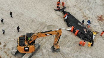 Humpback beached on Long Island likely struck by vessel