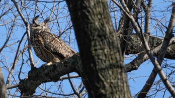 Escaped NYC zoo owl becomes local celebrity