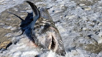 Massachusetts woman finds frozen shark washed up on Cape Cod beach