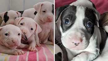 California-based puppies named for pop star Taylor Swift are up for adoption: ‘Fearless’ family