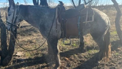 Arizona Border Patrol: man takes off on horseback after smuggling illegal immigrants into US