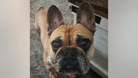 Texas dog owner offers $1K reward for stolen French bulldog: 'Someone has to know'