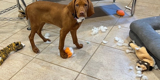 We love our pets, but they don't always act like perfect little angels.