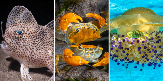The Underwater Photography Guide's 11th Annual Ocean Art Underwater Photo Contest includes winning images of a spotted hand-fish, a photogenic crab and a school of Cassiopea jellyfish.