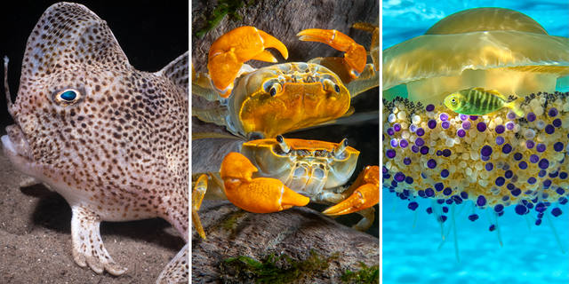 The Underwater Photography Guide's 11th Annual Ocean Art Underwater Photo Contest includes winning images of a spotted hand-fish, a photogenic crab and a school of Cassiopea jellyfish.