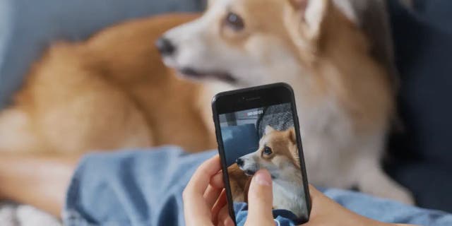 This app could be a great tool if your dog or cat is experiencing minor symptoms, among other things.