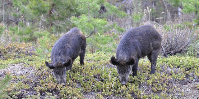 Two feral "super pigs" are photographed in Canada. These animals are dangerous for a number of reason, an expert told Fox News Digital.