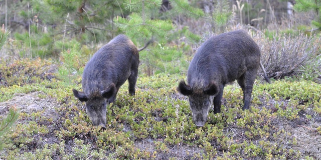 Two feral "super pigs" are photographed in Canada. These animals are dangerous for a number of reason, an expert told Fox News Digital.