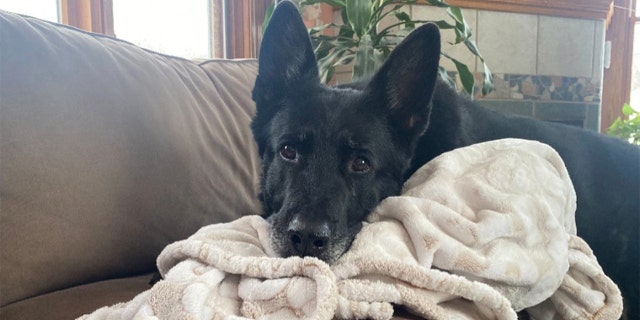 Detective Ice "is just like any other house pet," according to his handler, Detective Sergeant Ken Groat.