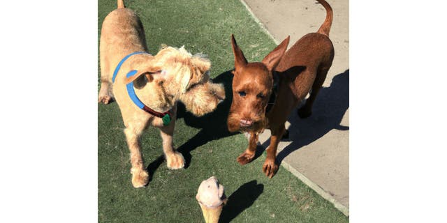 Dogs and ice cream