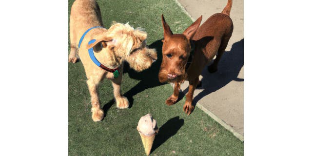 dog and ice cream