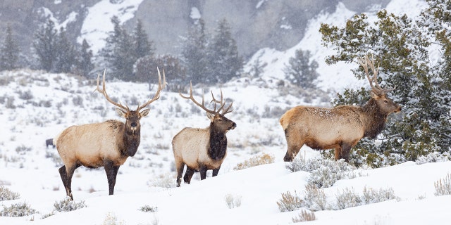 Elk group along the Temporary North Entrance Road at Yellowstone National Park on Jan. 11, 2023.