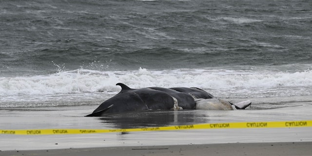 A dead whale is found on a New York beach in New York, United States on Feb. 17, 2023. The tenth one to wash ashore in the New York-New Jersey area since early December in what activists are calling an alarming uptick. 