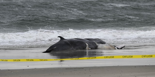 A deceased whale stranded on a New York beach