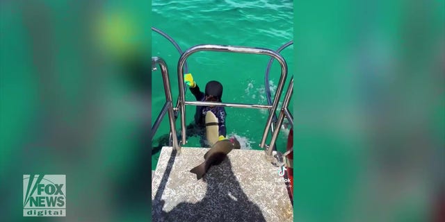 Manni Alam gets bitten by small shark in open water
