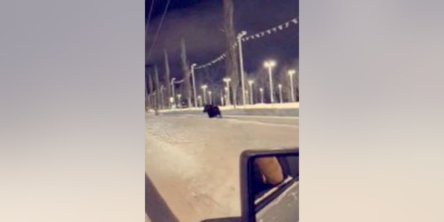 Kate Timmons caught a moose chasing a woman and tried to warn her before anything could happen.