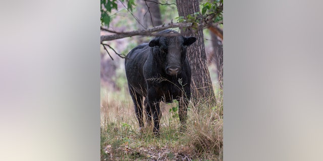 In this photo provided by Robin Silver, a feral bull is seen along the Gila River in the Gila Wilderness in southwestern New Mexico, on July 25, 2020. 
