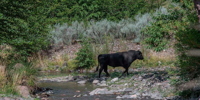 In this photo provided by Robin Silver, a feral bull is seen along the Gila River in the Gila Wilderness in southwestern New Mexico, on July 25, 2020.