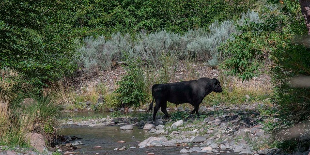 In this photo provided by Robin Silver, a feral bull is seen along the Gila River in the Gila Wilderness in southwestern New Mexico, on July 25, 2020. 