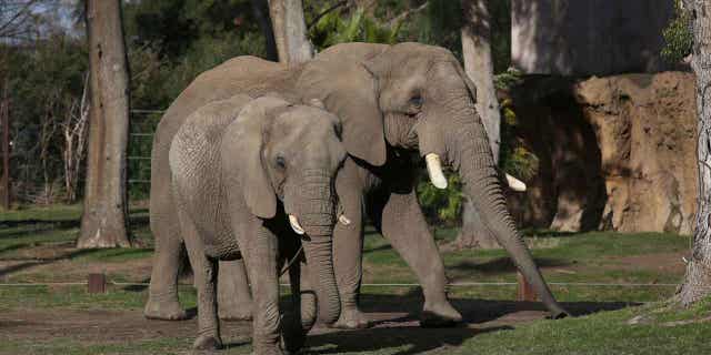 Mabhulane, right, walks with his female companion in their open roaming area of the Fresno Chaffee Zoo in Fresno, California, on Jan. 19, 2023.