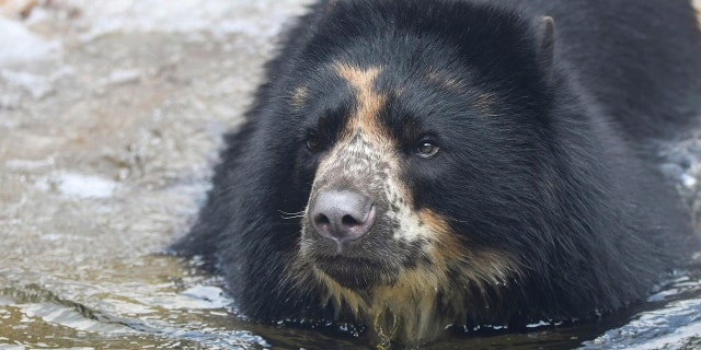 This 2021 photo provided by the St. Louis Zoo shows the zoo's Andean Bear named Ben. Zoo officials say they are working to find a way to keep Ben inside his enclosure after he escaped Thursday, Feb. 23, 2023, for the second time this month.