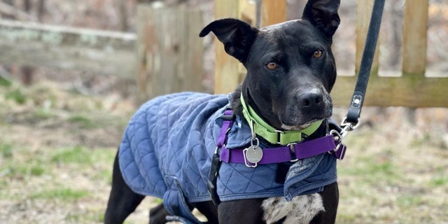 Three-year-old Sassy is available for adoption at the Hamptons ARF. She is described as 