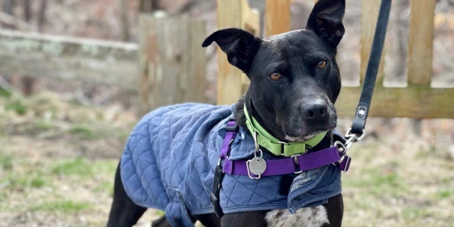 Three-year-old Sassy is available for adoption at ARF of the Hamptons. She is described as "very smart." Anyone interested in the animal can reach out to the rescue.