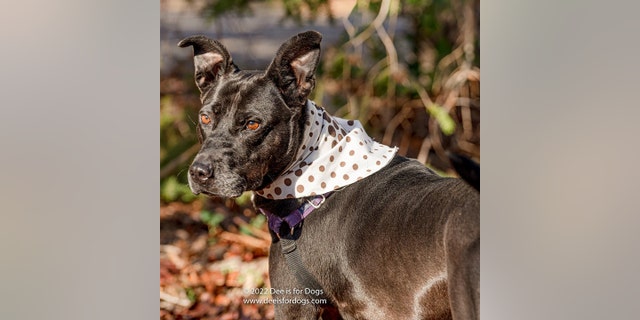 Sassy loves to give hugs and affection. She is available for adoption.
